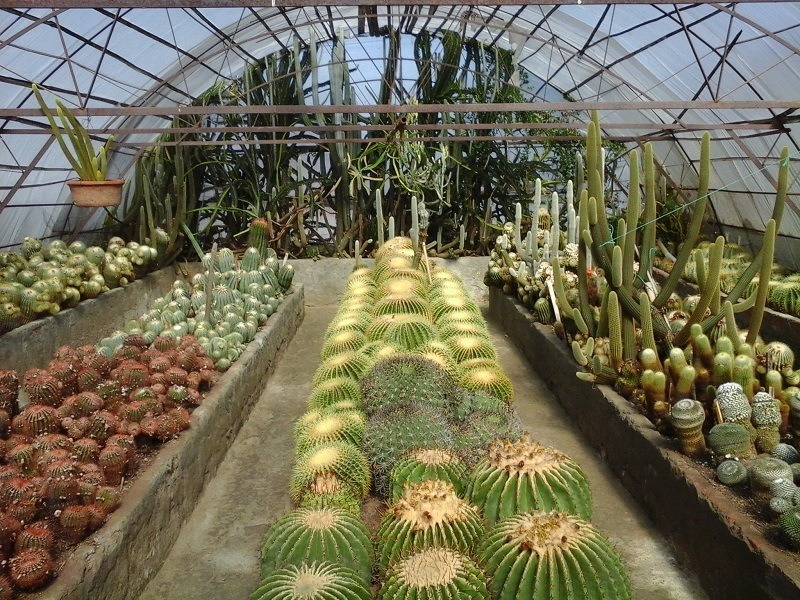 Pine View Nursery (Cactus)